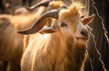qurbani-goat.jpg