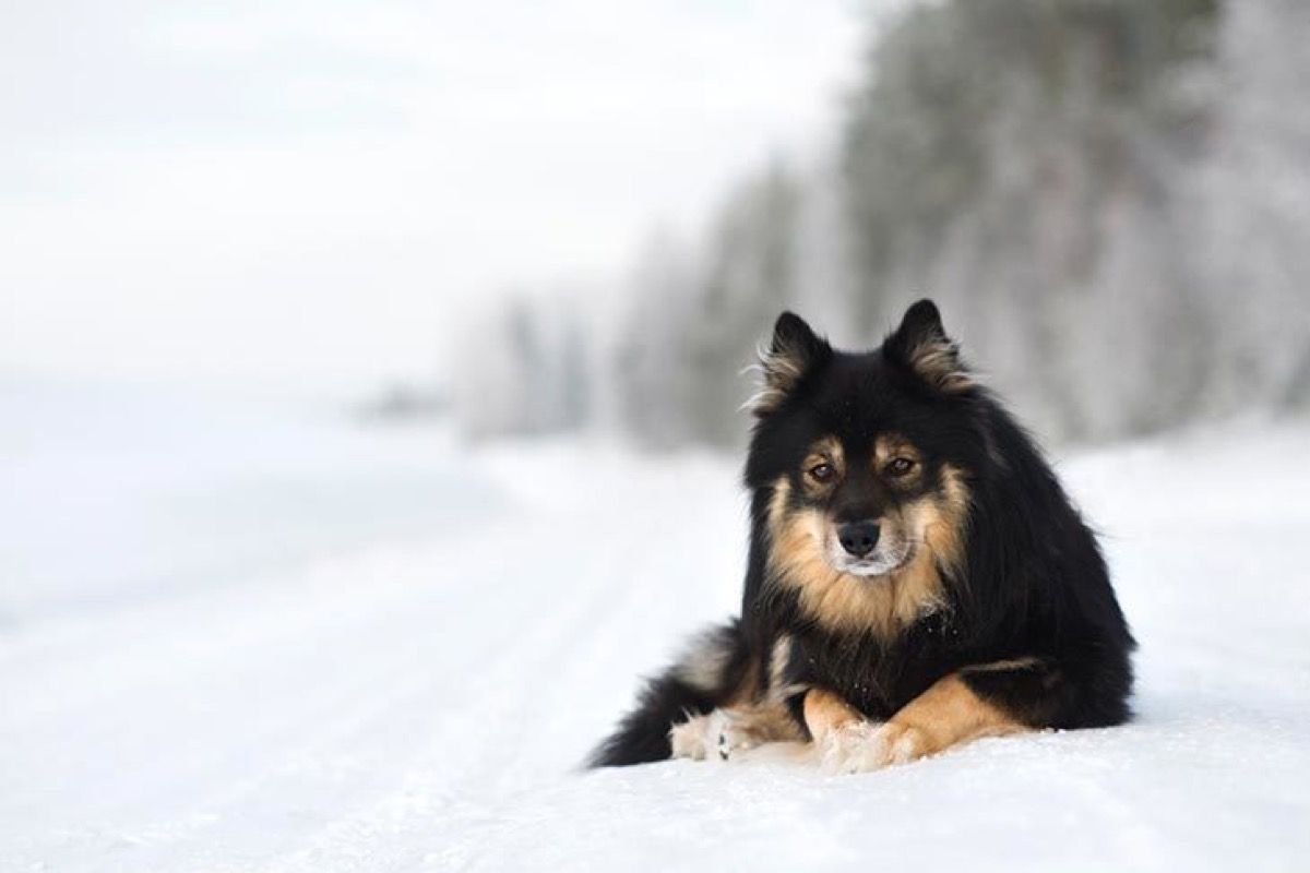 dog breed trivia quiz