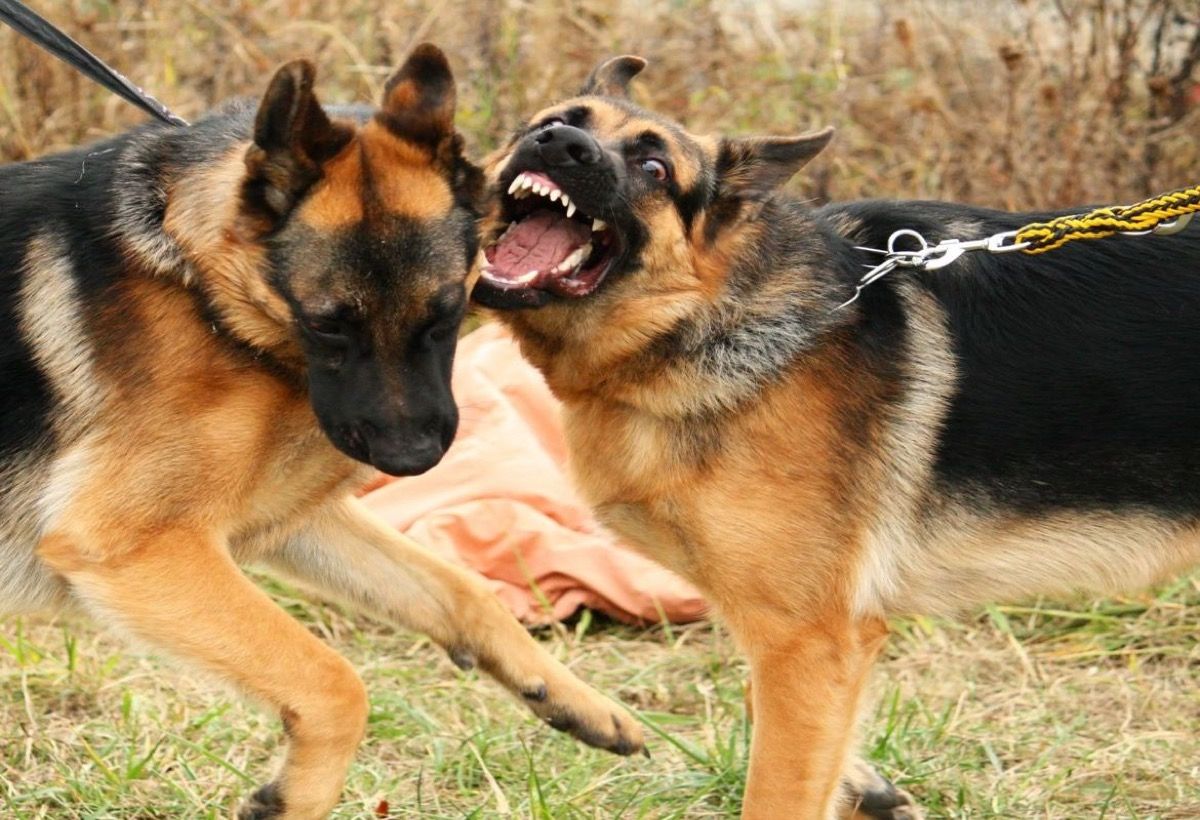 dog breed trivia quiz