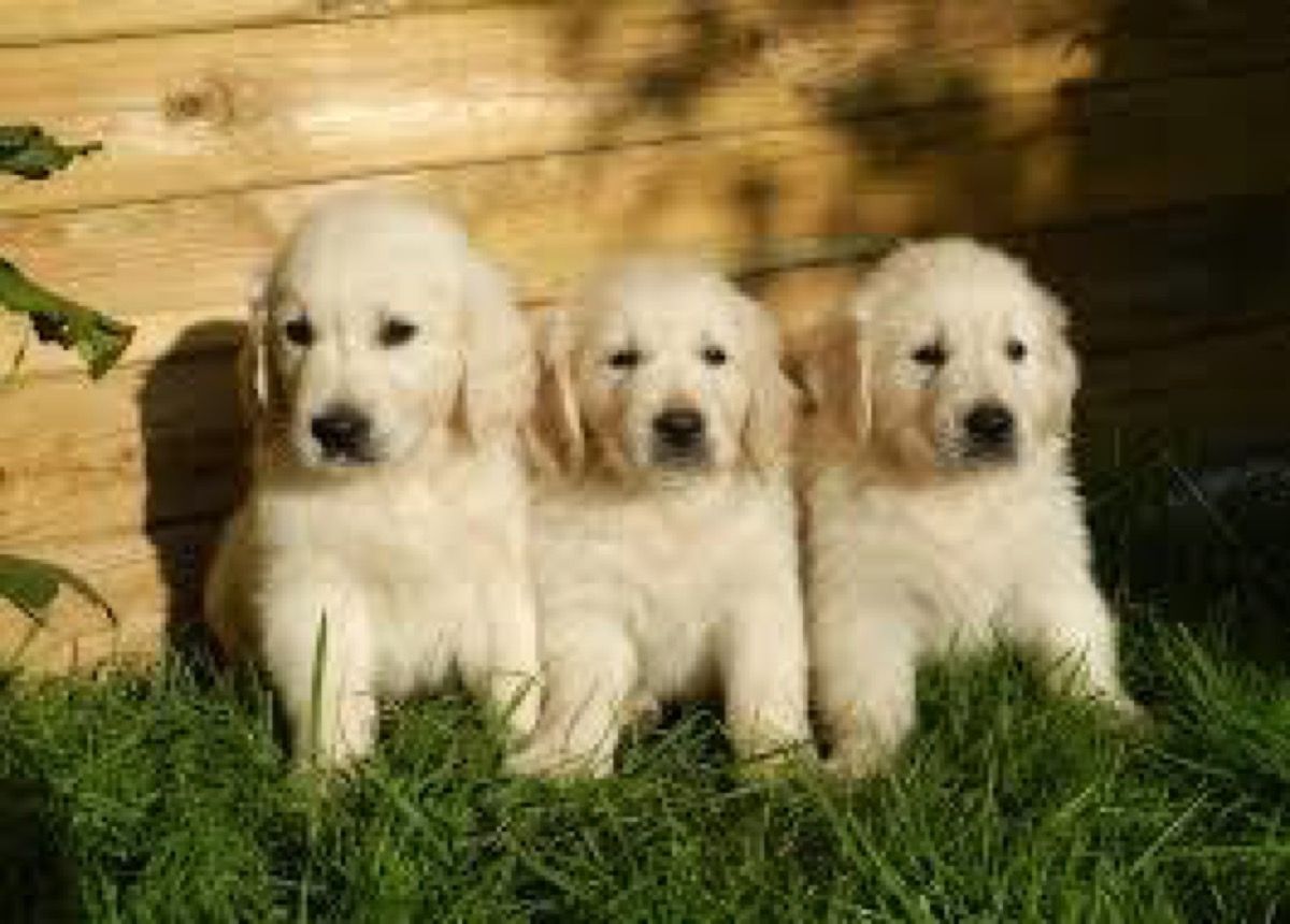 dog breed trivia quiz