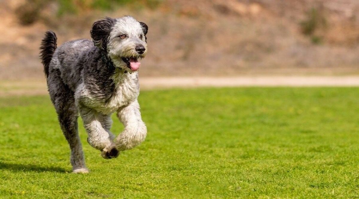 dog breed trivia quiz