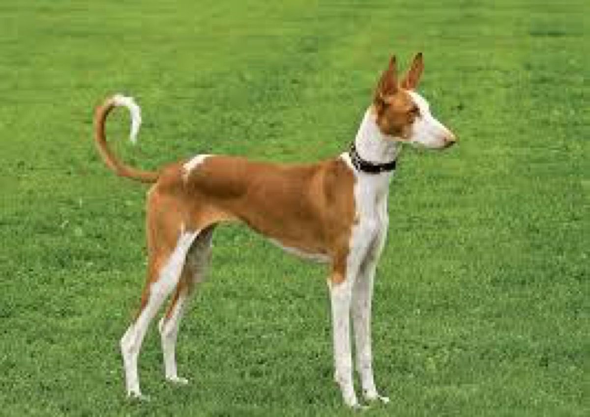 dog breed trivia quiz
