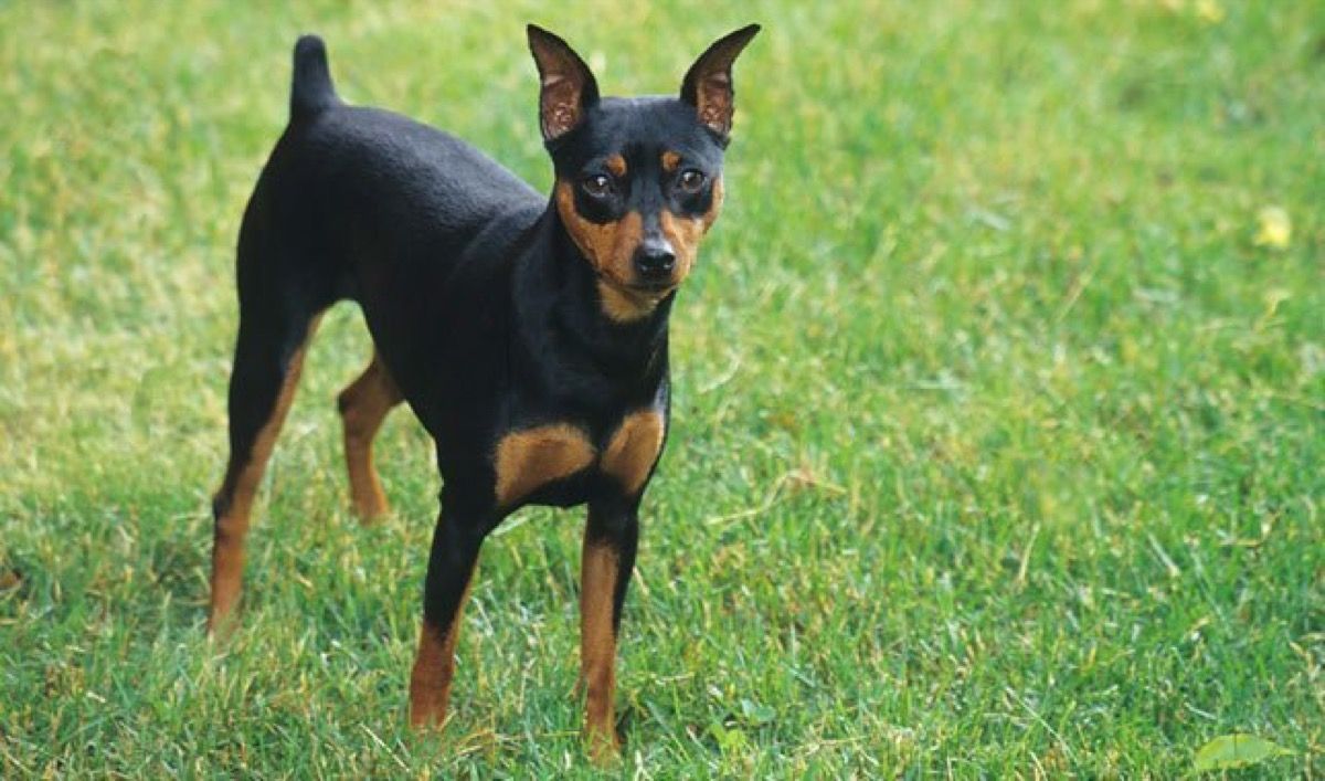 dog breed trivia quiz