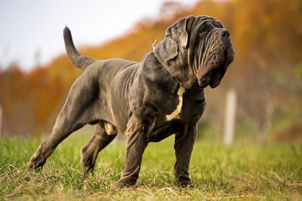 dog breed trivia quiz