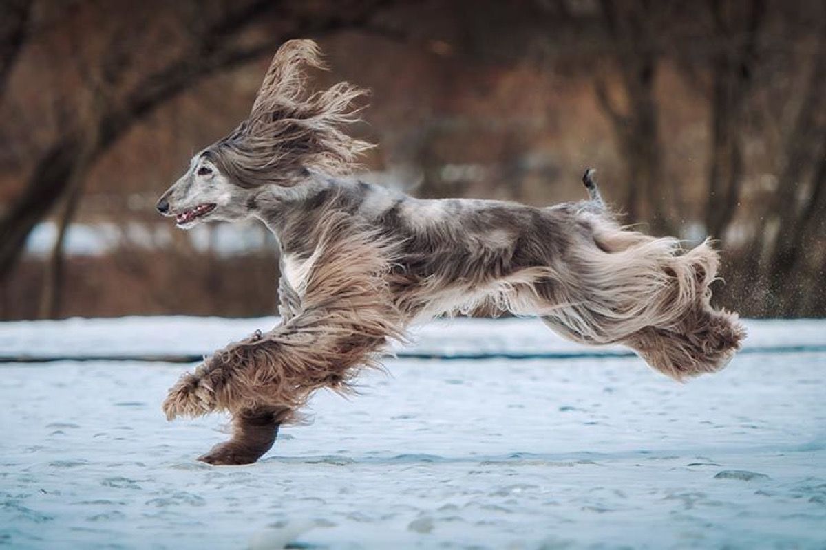dog breed trivia quiz