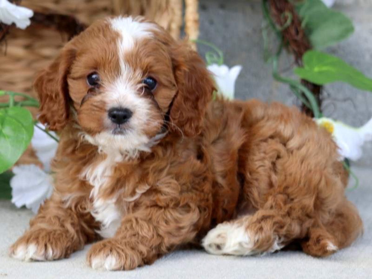 dog breed trivia quiz