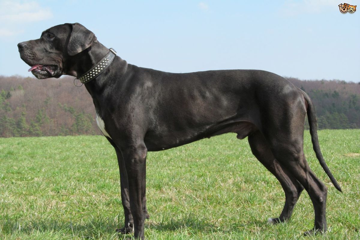 dog breed trivia quiz