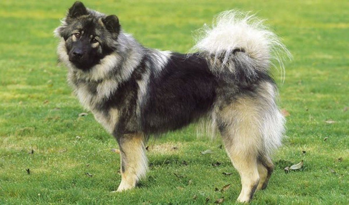 dog breed trivia quiz