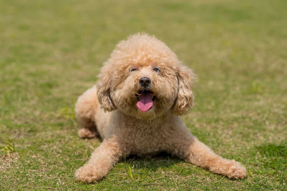 dog breed trivia quiz