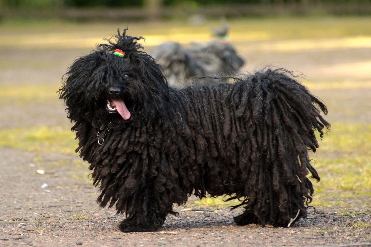 dog breed trivia quiz