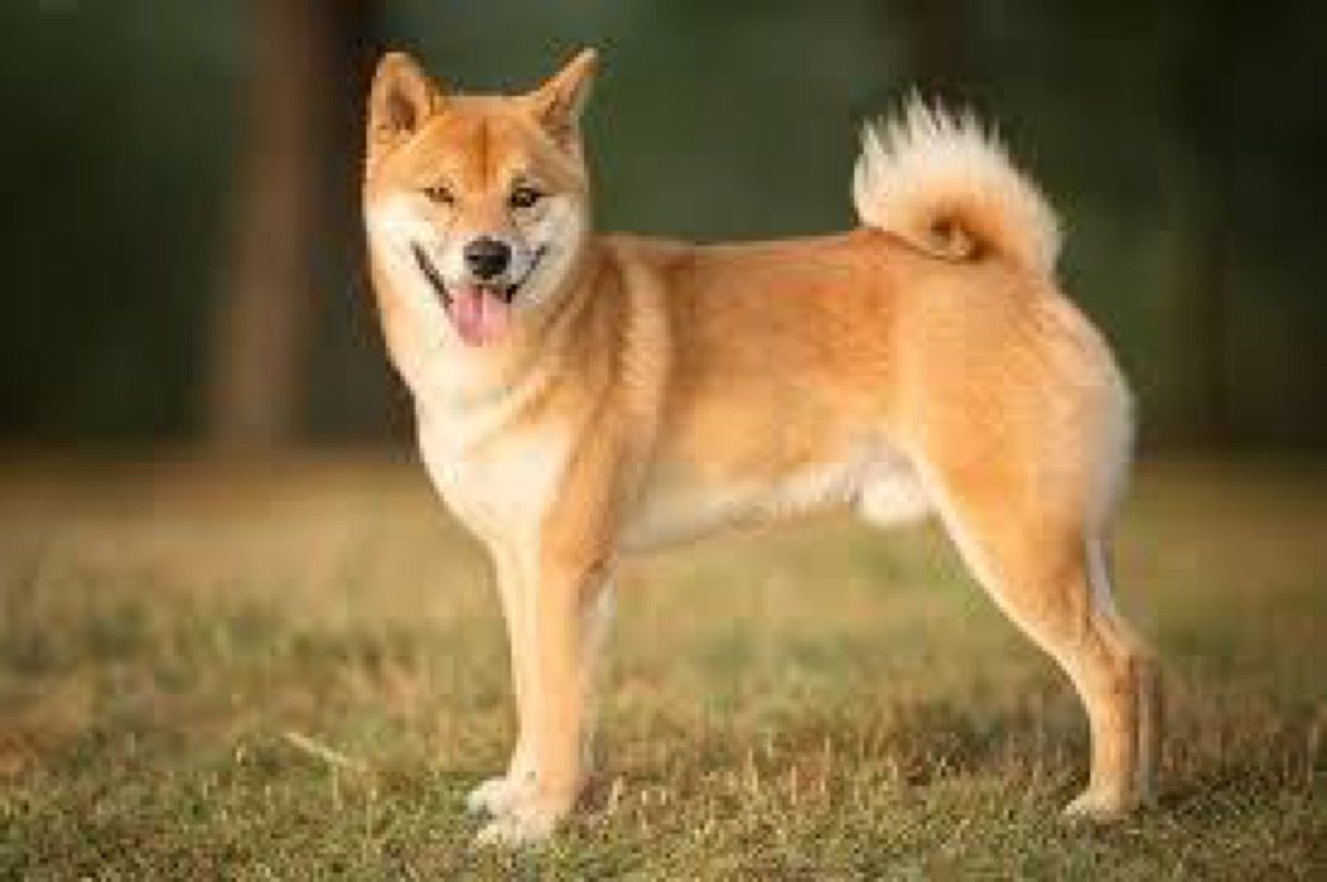 dog breed trivia quiz