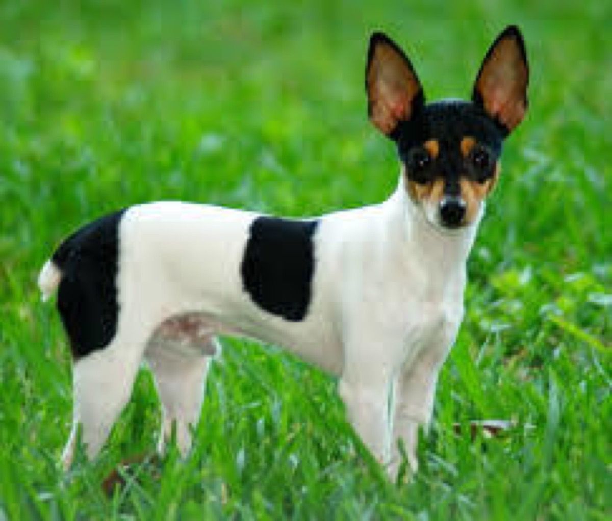 dog breed trivia quiz