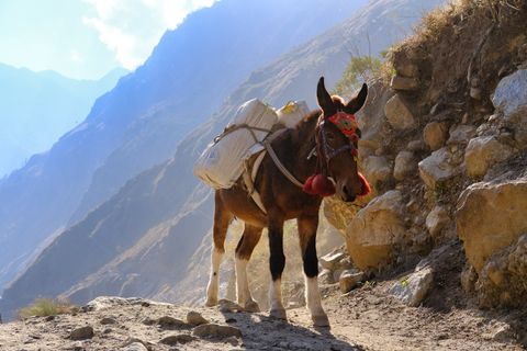 donkey carrying heavy load