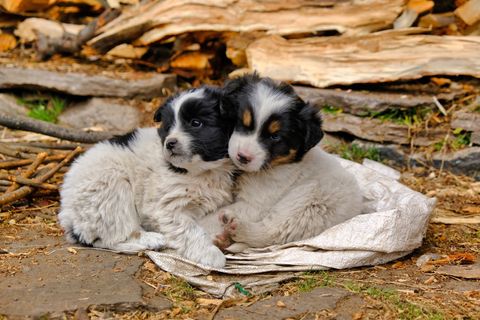 two puppies cuddling in the dirt