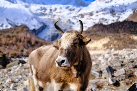 yak wearing bell