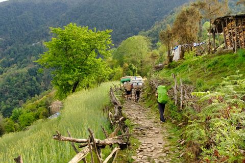 hiker porters walking himalayan trail lush green forest