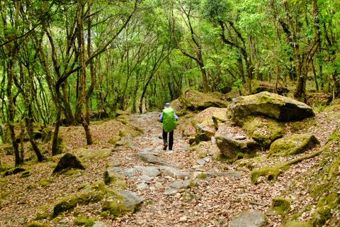 hiker walking rocky trail lush green forest