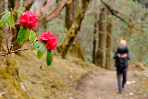 hiker walking trail blooming rhododendron flowers