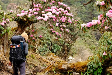 person hiking through rhododendron forest