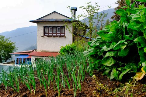 rural house surrounded by lush vegetation