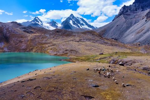 alpacas lagoon and mountains