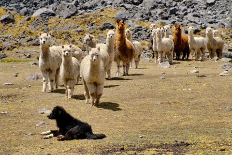 alpacas looking at dog