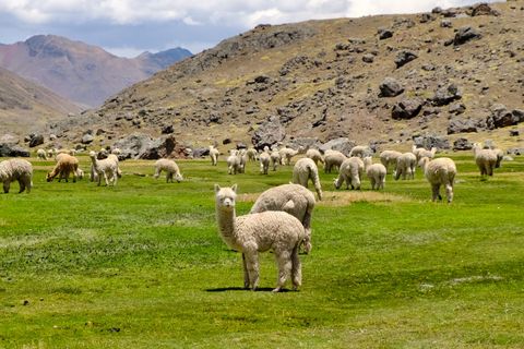 field of alpacas