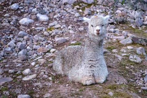 alpaca sitting