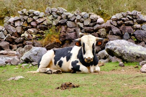 black and white cow laying down