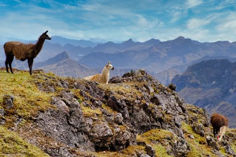 chill llamas resting on mountain pass