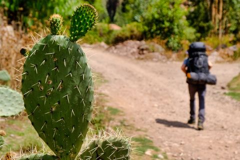 hiker walking behind cactus