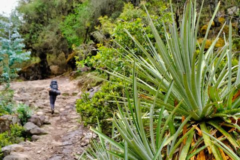 hiker walking behing spiky plants