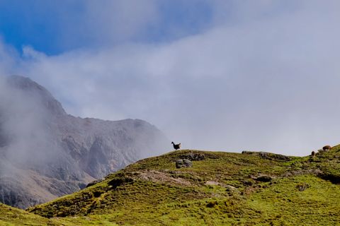 lone llama standing on a green hill