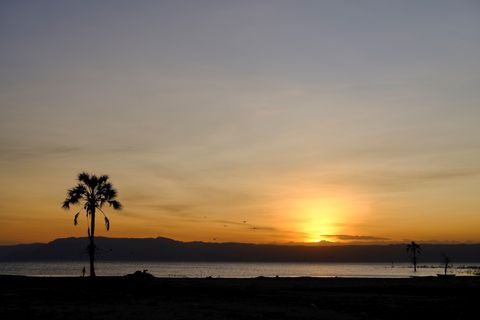 sunset with a single palm tree silhouette