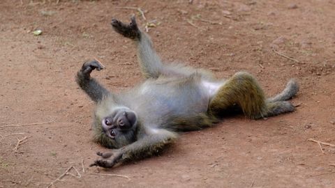 baboon rolling over