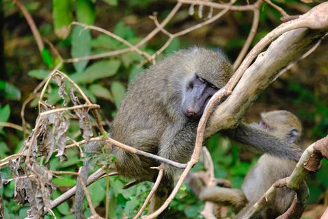 baboon sleeping