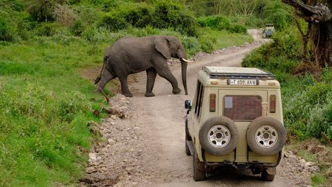 elephant crossing the road in front of a safari jeep