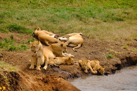 family of lions drinking water
