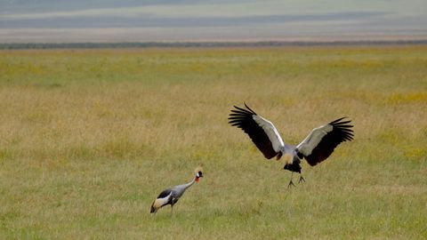 grey crowned crane dancing