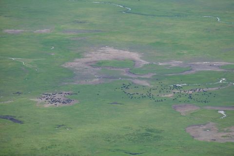 herd of buffalos from above