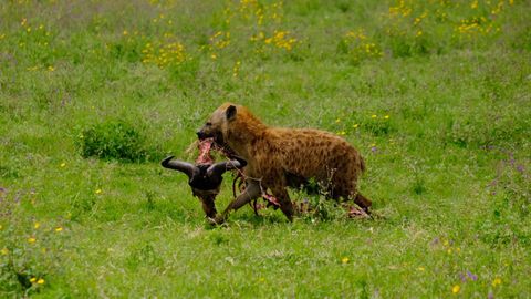 hyena carrying wildebeest head