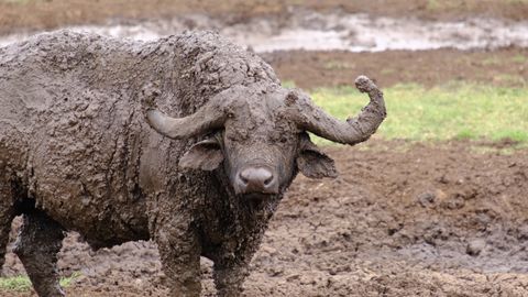 muddy buffalo staring at me
