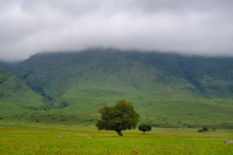 round tree under the clouds