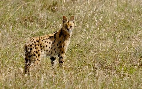 serval cat looking at me