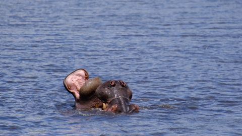 two hippos playing in the water