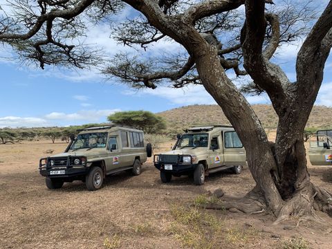 two safari jeeps