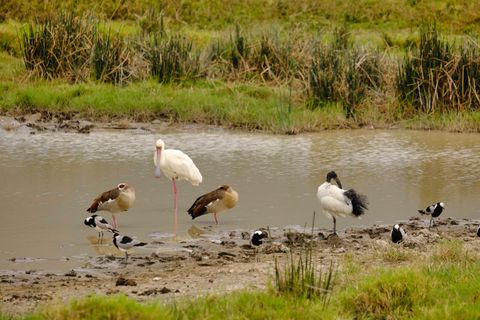 various birds standing by a lake