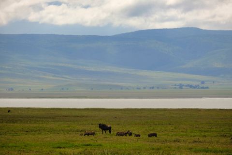 warthogs and wildebeest