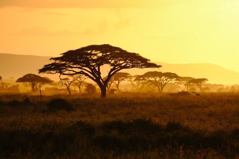 acacia silhouettes at sunset