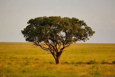 acacia tree at sunset